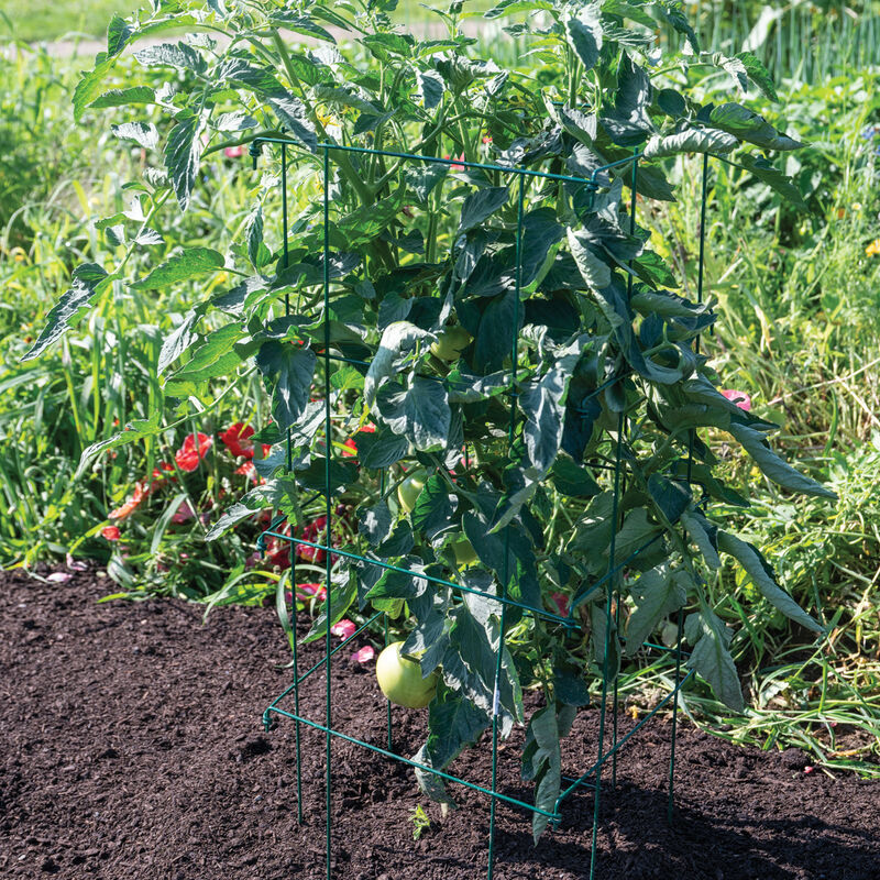 Tomato Cages, Green – 58" Cages & Fences