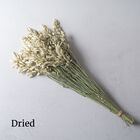 Greater Quaking Grass Grasses, Ornamental