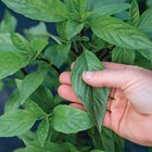 Thai Thai Prospera® Active DMR Asian Basil