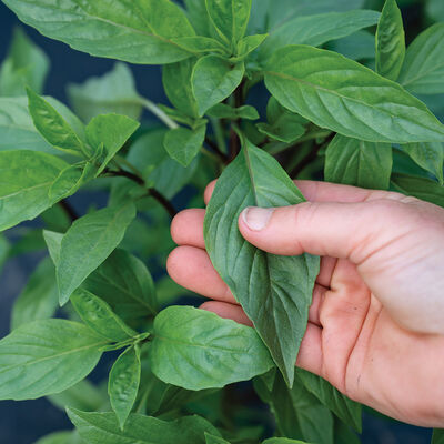Thai Thai Prospera® Active DMR Asian Basil