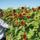 Darjeeling Tall Sunflowers