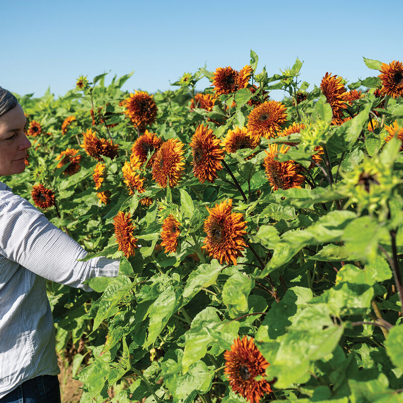 Darjeeling Tall Sunflowers