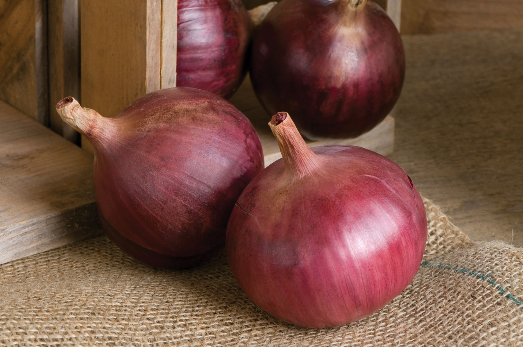 Cabernet - Pelleted (F1) Onion Seed | Johnny's Selected Seeds