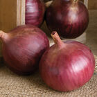 Cabernet Full-Size Onions