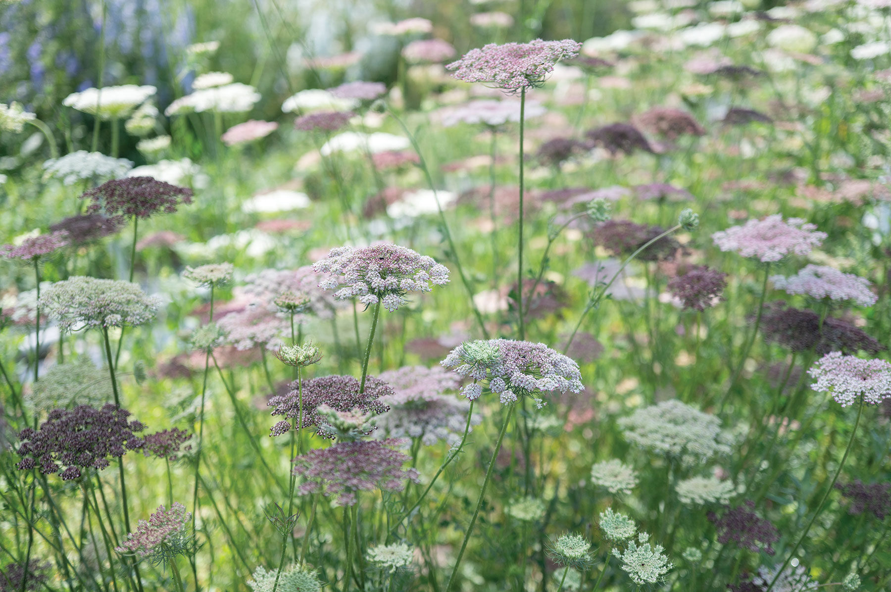 Dara Daucus (Queen Anne's Lace)