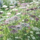 Dara Daucus (Queen Anne's Lace)