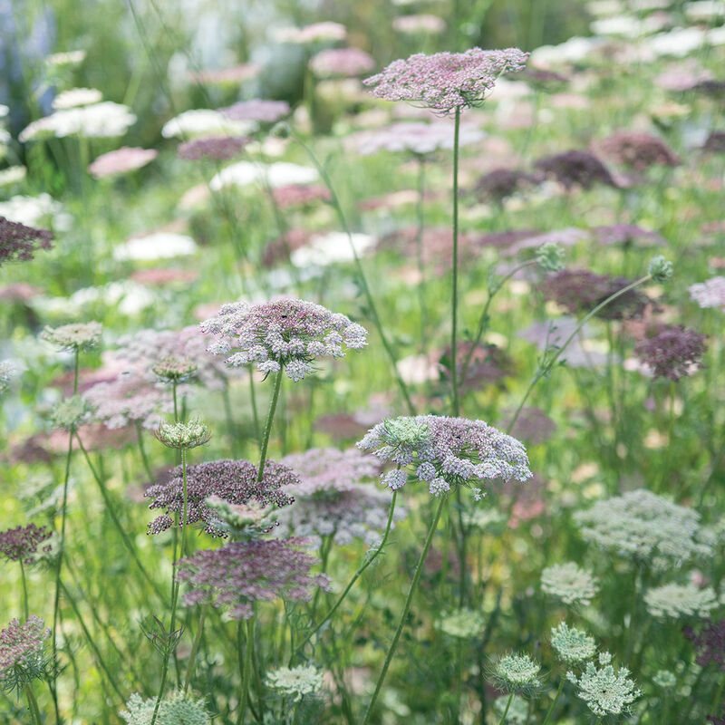 Dara Daucus (Queen Anne's Lace)