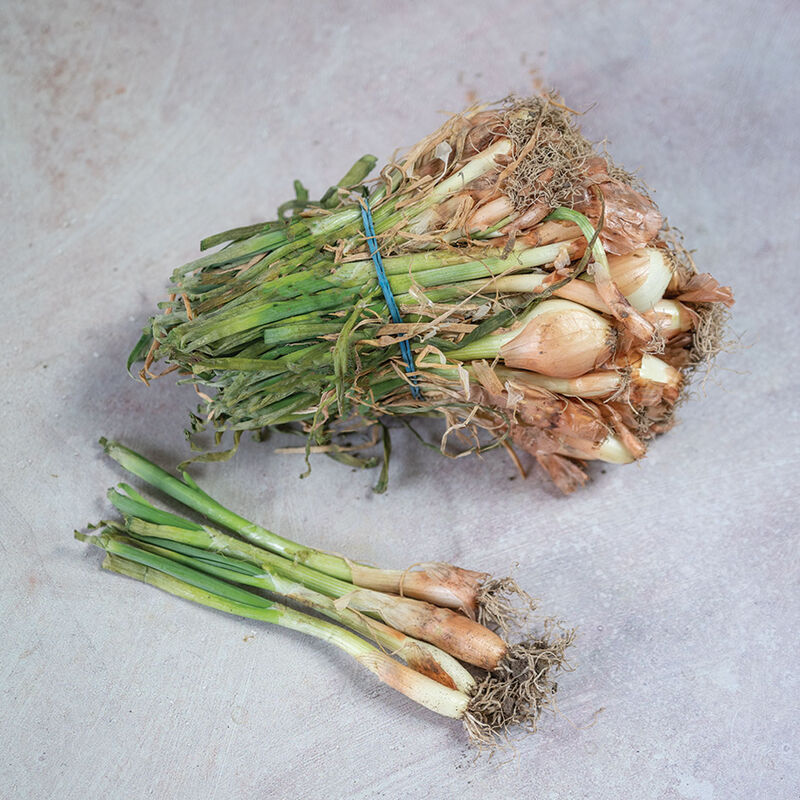 Yellow Granex Onion Plants & Sets