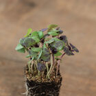 Basil, Bicolor Microgreen Herbs