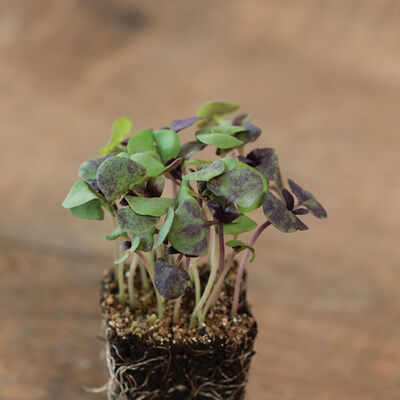 Basil, Bicolor Microgreen Herbs