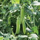 Strike Shelling Peas