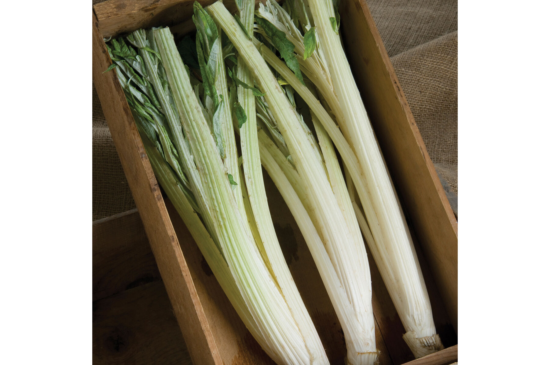Porto Spineless Cardoon