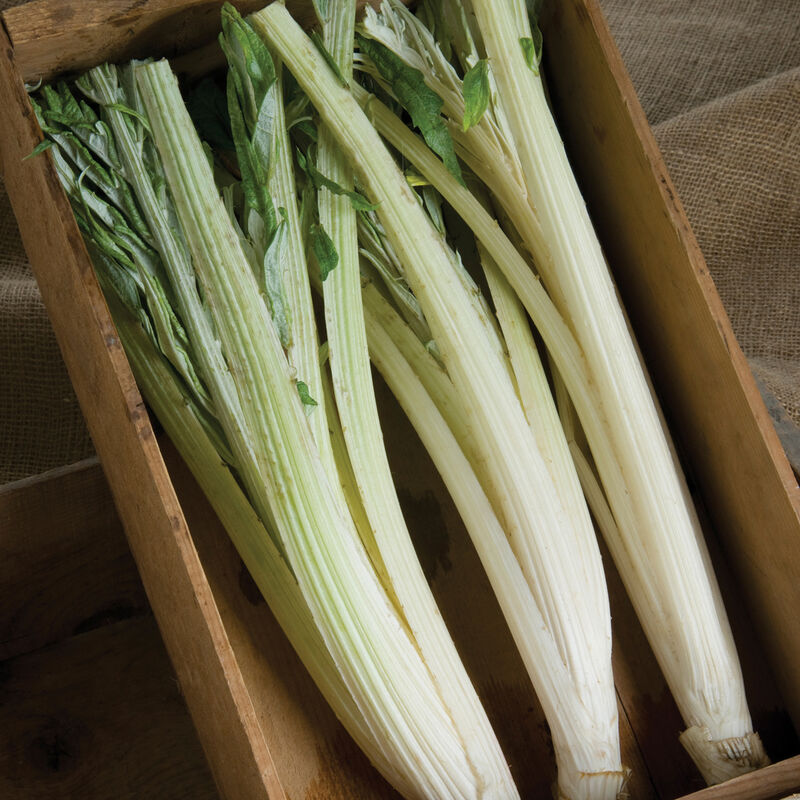 Porto Spineless Cardoon