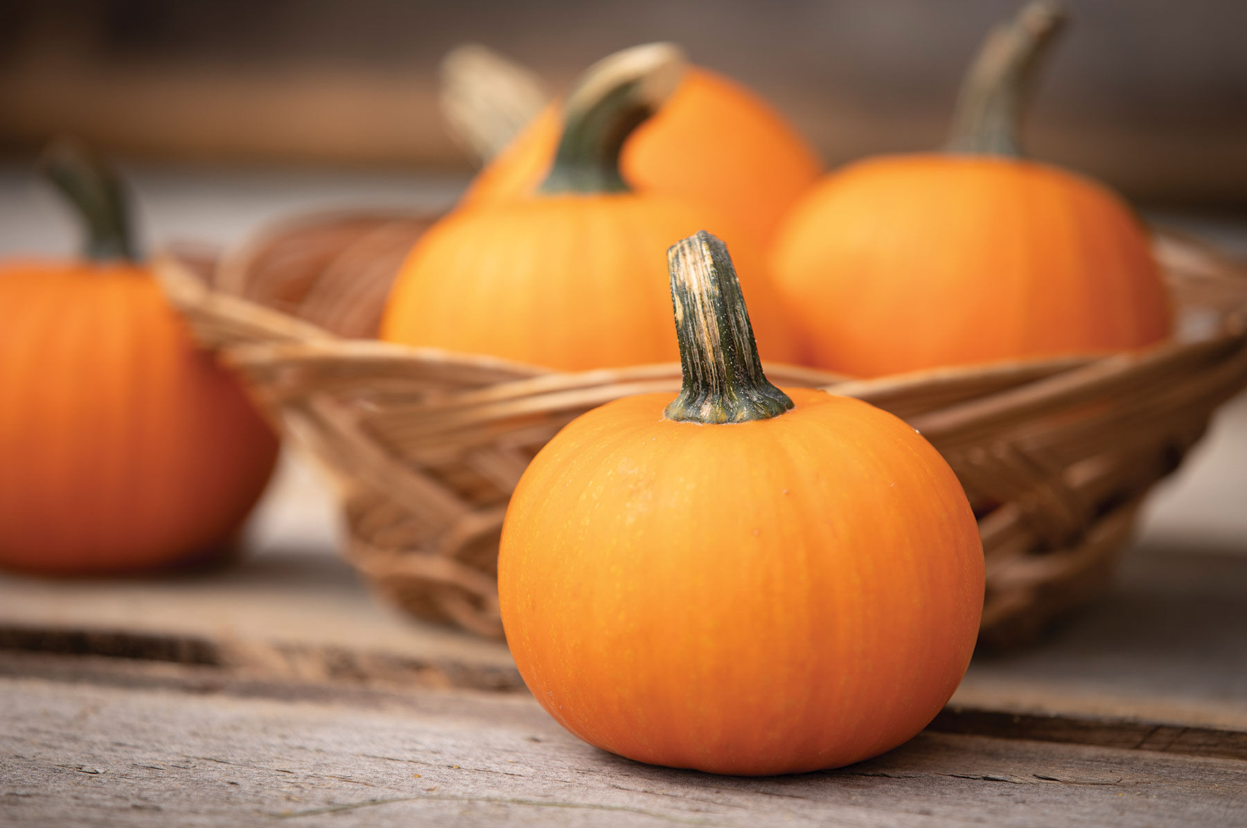 【WOOHWA】PUMKIN MINI SK PumpkinMiniMix_grande.jpg?v=
