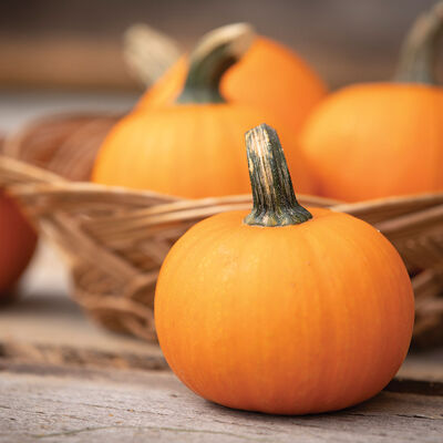 Wee-B-Little Specialty Pumpkins