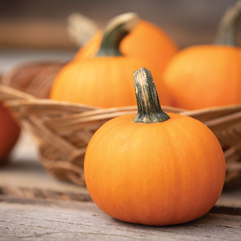 Mini Jack' Baby Pumpkins