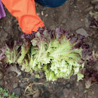 Brentwood One-Cut Lettuce