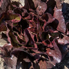 Marciano Butterhead Lettuce (Boston)
