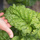 Tuscany Basil