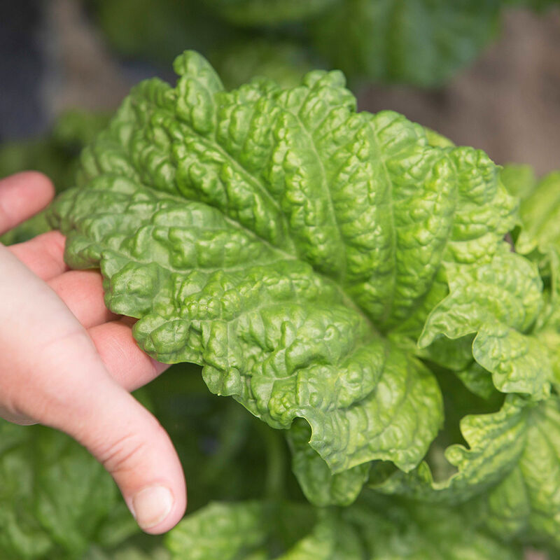 Tuscany Basil
