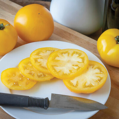 Lemon Boy Plus Specialty Tomatoes