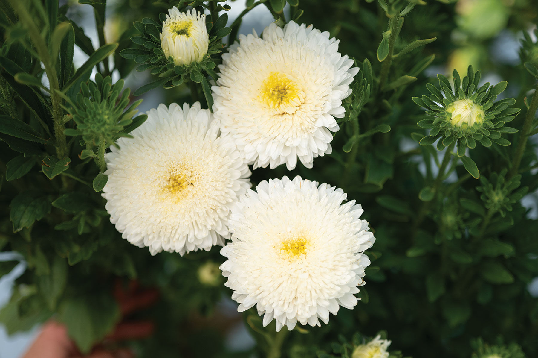05064_01_azumi_xl_white_aster.