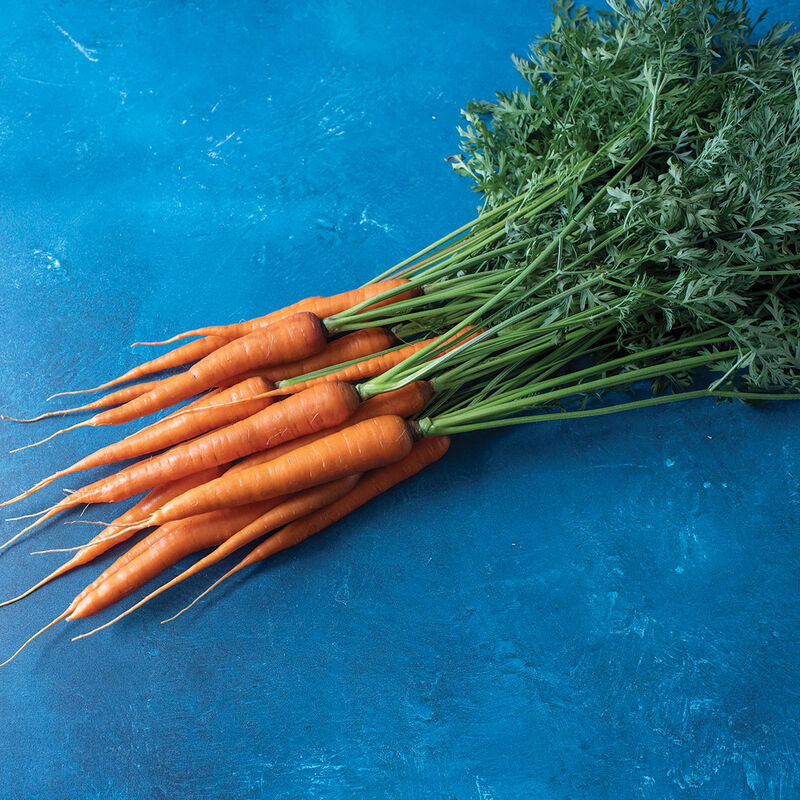 Hercules Main Crop Carrots