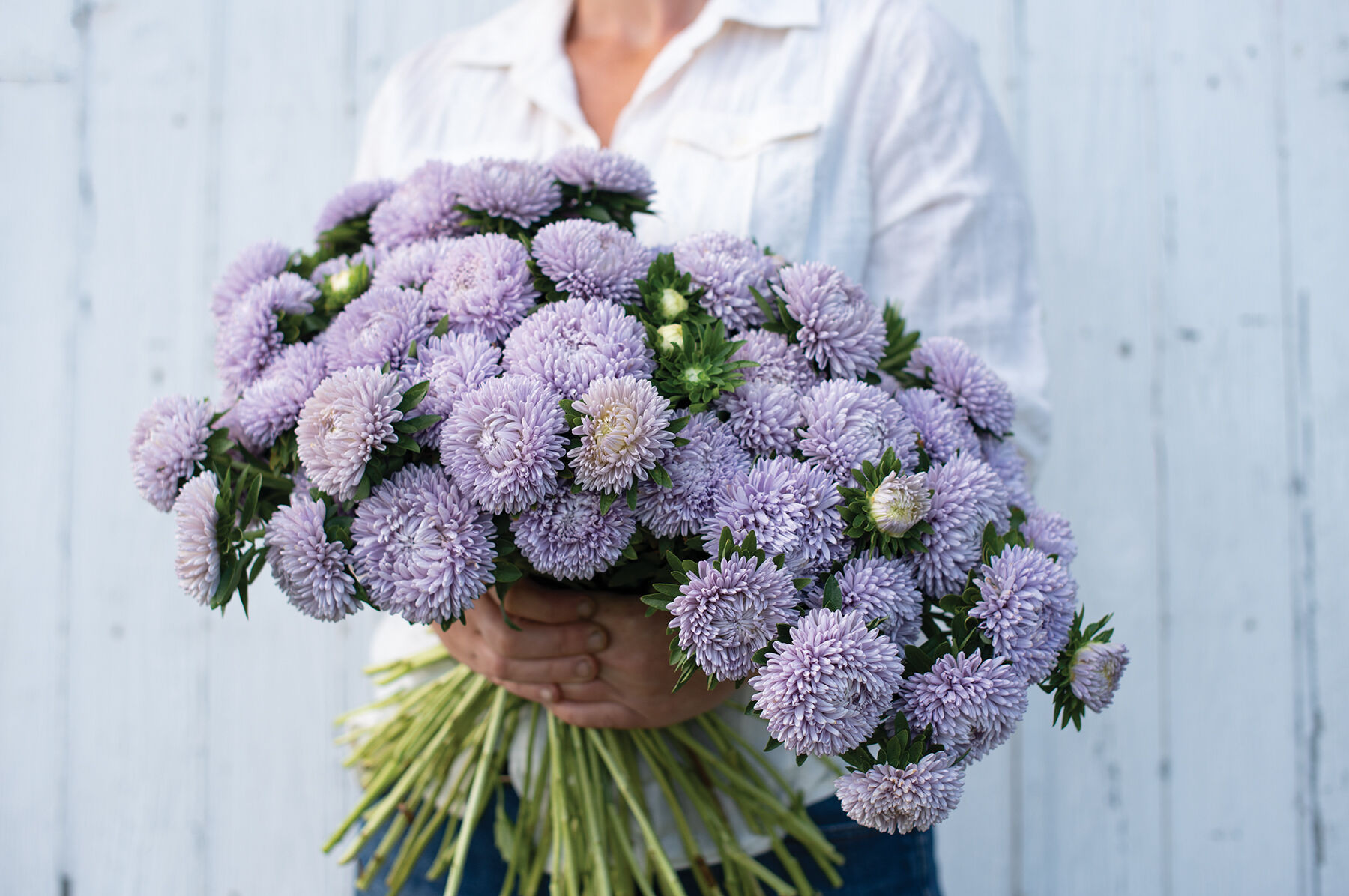 03499_01_lady_coral_lavender.