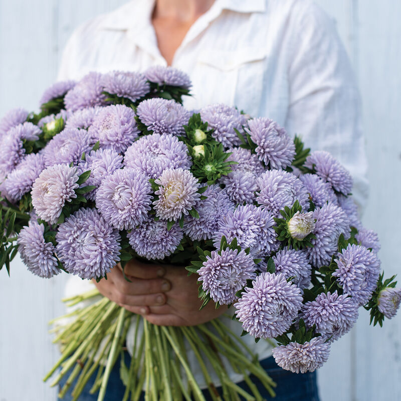 Lady Coral Lavender Aster