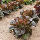 Rosaine Bibb Lettuce
