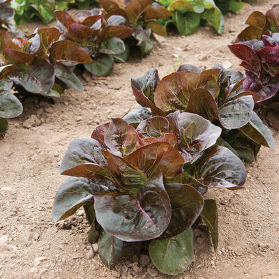 Rosaine Lettuce