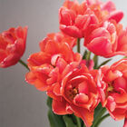 Verona Sunrise Tulips