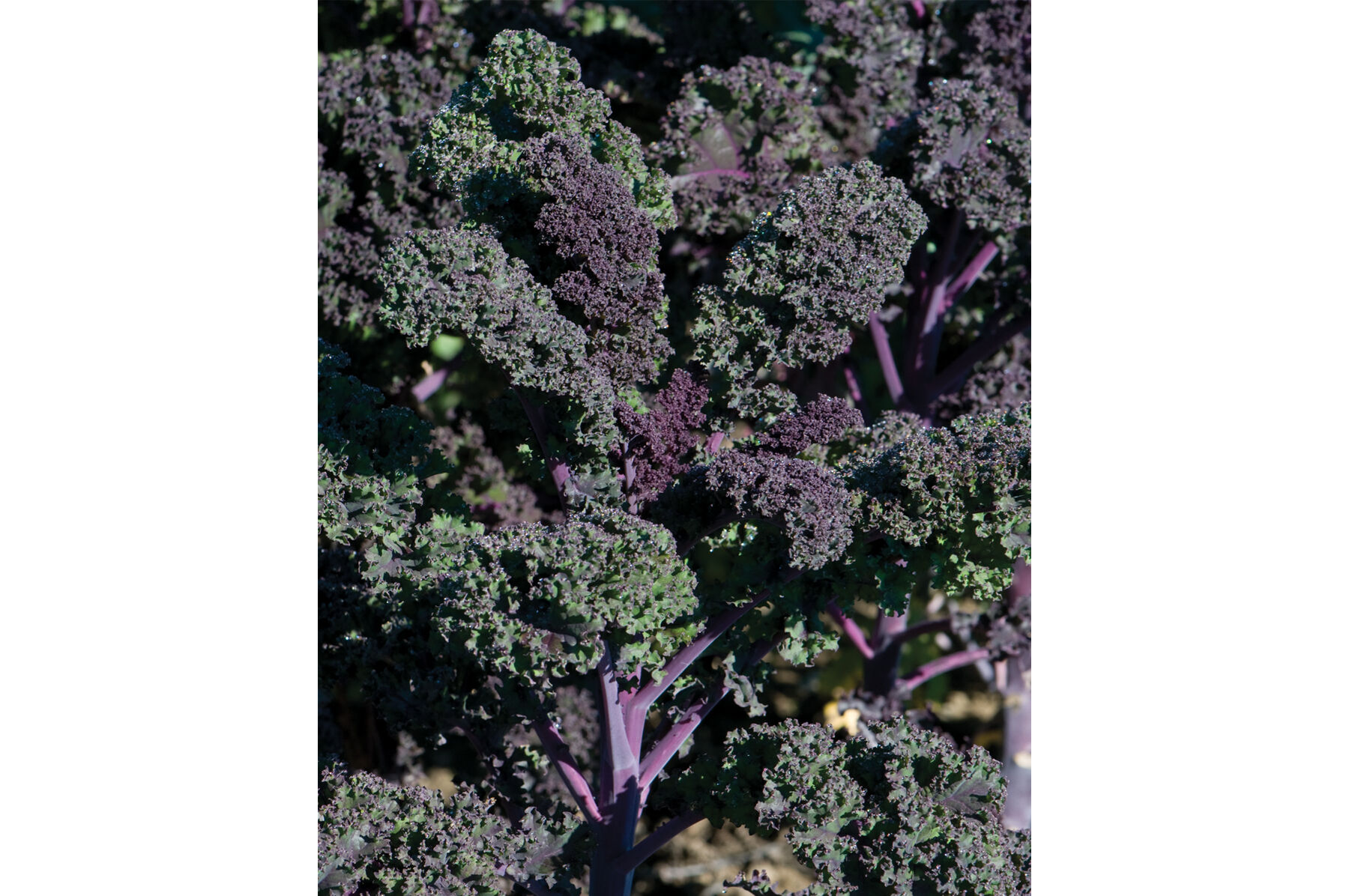 Redbor Kale