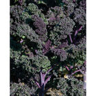 Redbor Redbor Kale