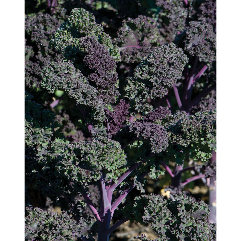 Redbor Kale