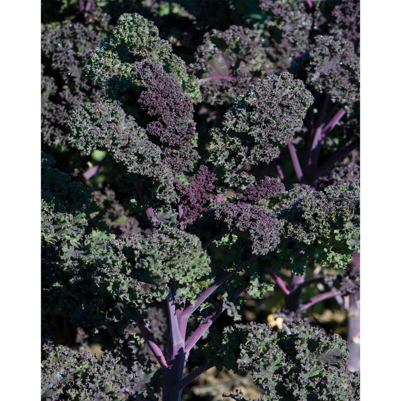 Redbor Redbor Kale
