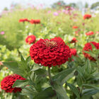 Benary's Giant Scarlet Benary's Giant Series
