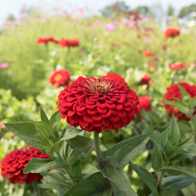 Benary's Giant Scarlet Benary's Giant Series