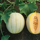 Halona Cantaloupe (Muskmelon)