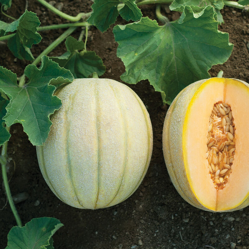 Halona Cantaloupe (Muskmelon)