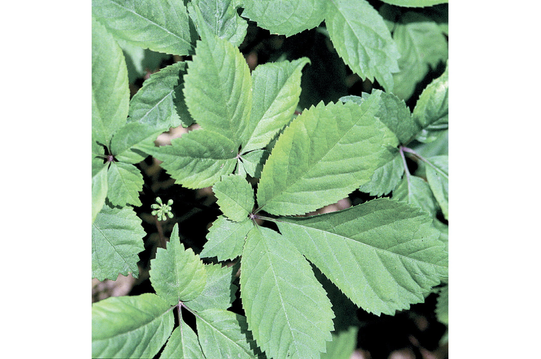 American Ginseng Ginseng