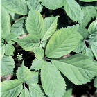 American Ginseng Ginseng