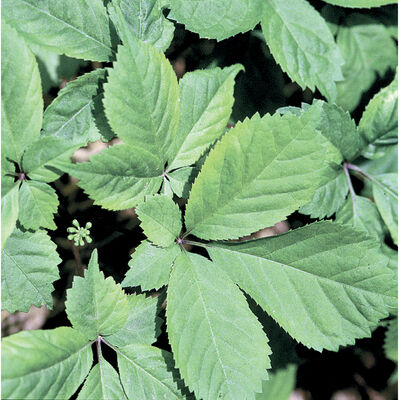 American Ginseng Ginseng