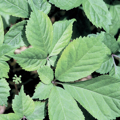 American Ginseng Ginseng