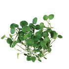 Watercress Cress