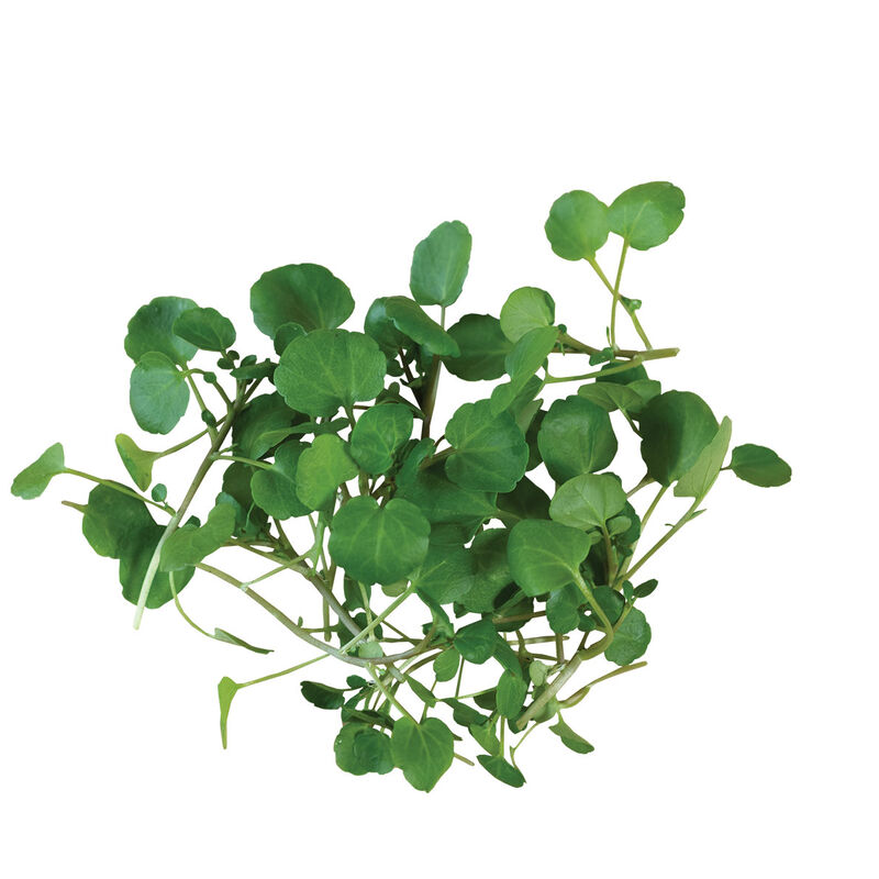 Watercress Cress