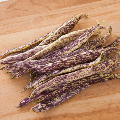 Dragon's Tongue Bush Beans