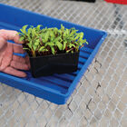 Polypro 5x5 Insert Pots – Black, 8 Count Plastic Pots