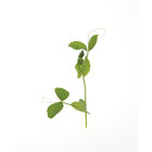 Dwarf Grey Sugar Pea Shoots