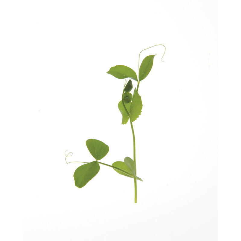 Dwarf Grey Sugar Pea Shoots